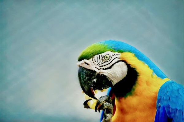 Les enjeux de la chasse et de la régulation des populations d'animaux