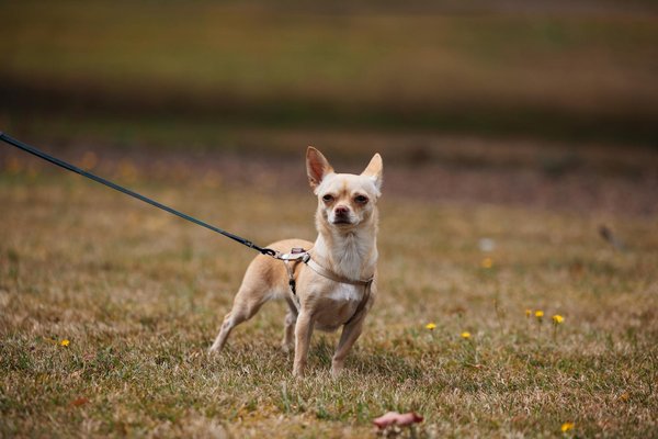 Légendes et mythes sur les chats persans