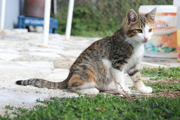 Guide du tapis de fouille chien : amusez votre compagnon!
