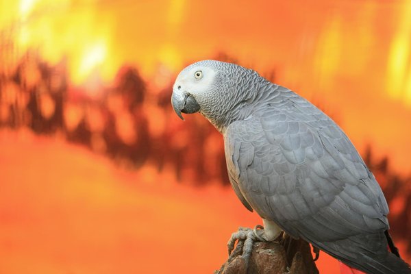 Grenouilles en art et mythologie