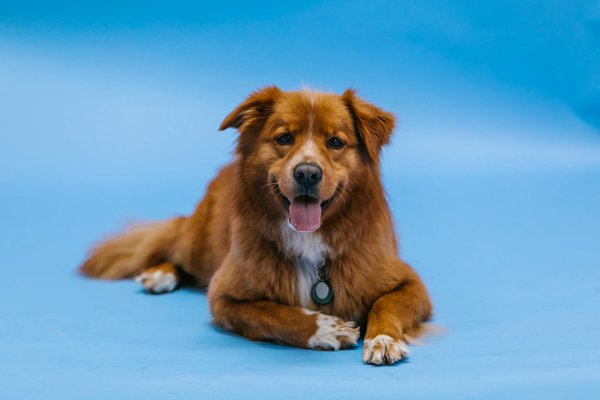 L'impact des chats sauvages sur l'agriculture