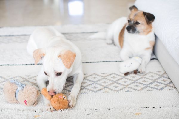 Choix du jouet pour chien en fonction de la race de celui-ci