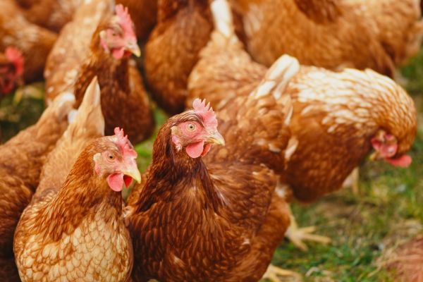 Les meilleures stratégies pour élever une poule pondeuse efficacement