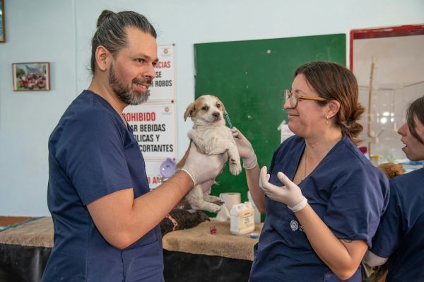 Les soins vétérinaires alternatifs pour chiens : une option viable ?
