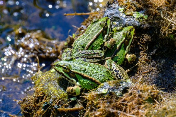 Signification culturelle et symbolique des grenouilles